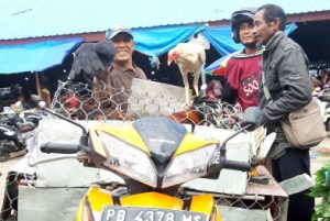 Feature: Melintas Puluhan Kilometer, Rafael Jajakan Ayam Kampung Hingga ke Pasar Wosi Manokwari
