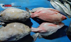 WAJAH MANOKWARI: Malam Hari Pasar Borobudur, Ada Ikan Segar