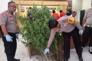 Dapat Bibit dari Aceh, Petani Tanam Ganja, Mau Panen Tertangkap Polisi