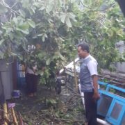 Hujan Angin Kencang, Pohon Tumbang Timpa Rumah Warga Sowi Manokwari , 3 Orang Luka-Luka