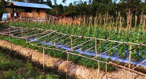 Kebun Asimilasi, Wujud Program Lapas Sorong untuk Warga Binaan Pemasyarakatan