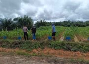 Polsek Bomberay Dukung Ketahanan Pangan Lewat Pemantauan Jagung