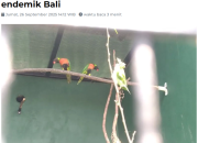 Taman Safari Konservasi Burung Langka Endemik Bali