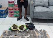 Polresta Manokwari Ungkap Peredaran Ganja