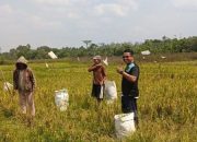 Panen Perdana Padi di Tengah Kemarau, Sinergi Lintas Sektor Perkuat Ketahanan Pangan Bomberay