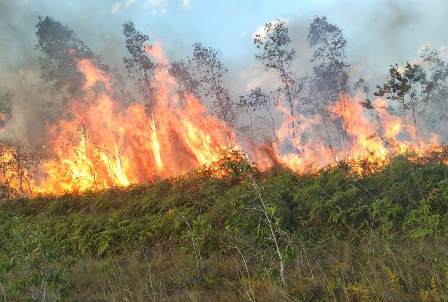 Karhutla di Distrik Bomberay - Fakfak