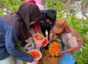 Di Tengah Kemarau Panjang, TEP 03 Dampingi Petani Saharey Fakfak Panen Cabai