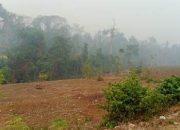 Dampak Kekeringan, Puluhan Petani Kinam Gagal Panen
